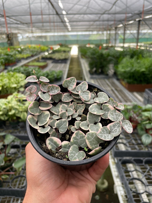 Variegated String of Hearts (Ceropegia woodii 'Variegata')