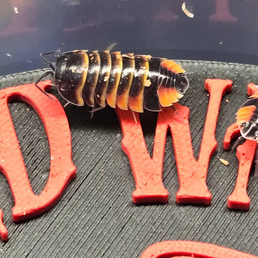 Ardientella sp. "Ember Bee" Isopods