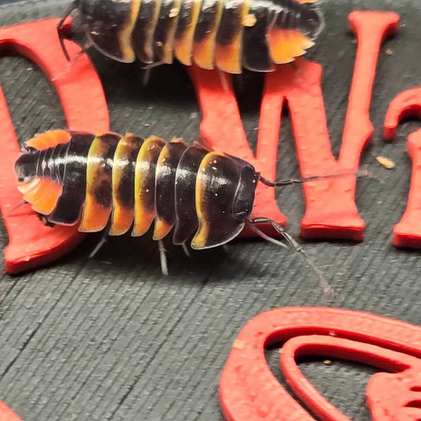 Ardientella sp. "Ember Bee" Isopods