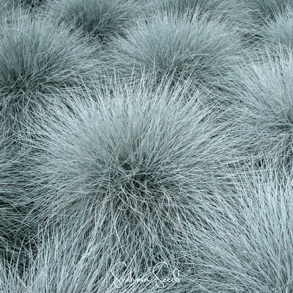 Blue Fescue (Festuca glauca) Seeds