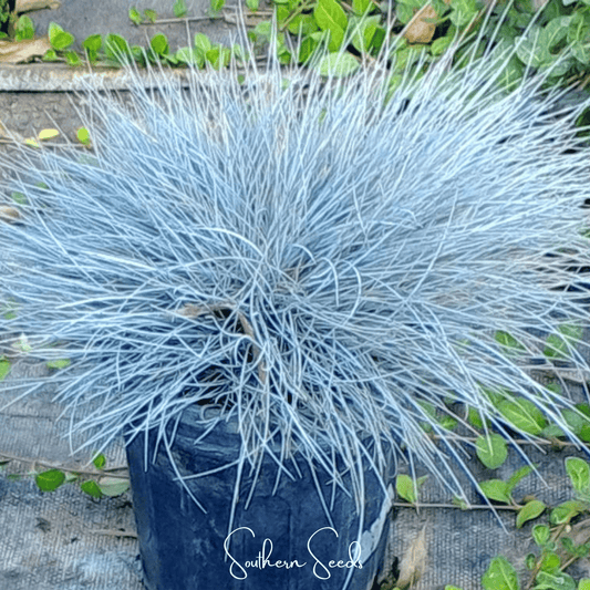 Blue Fescue (Festuca glauca) Seeds