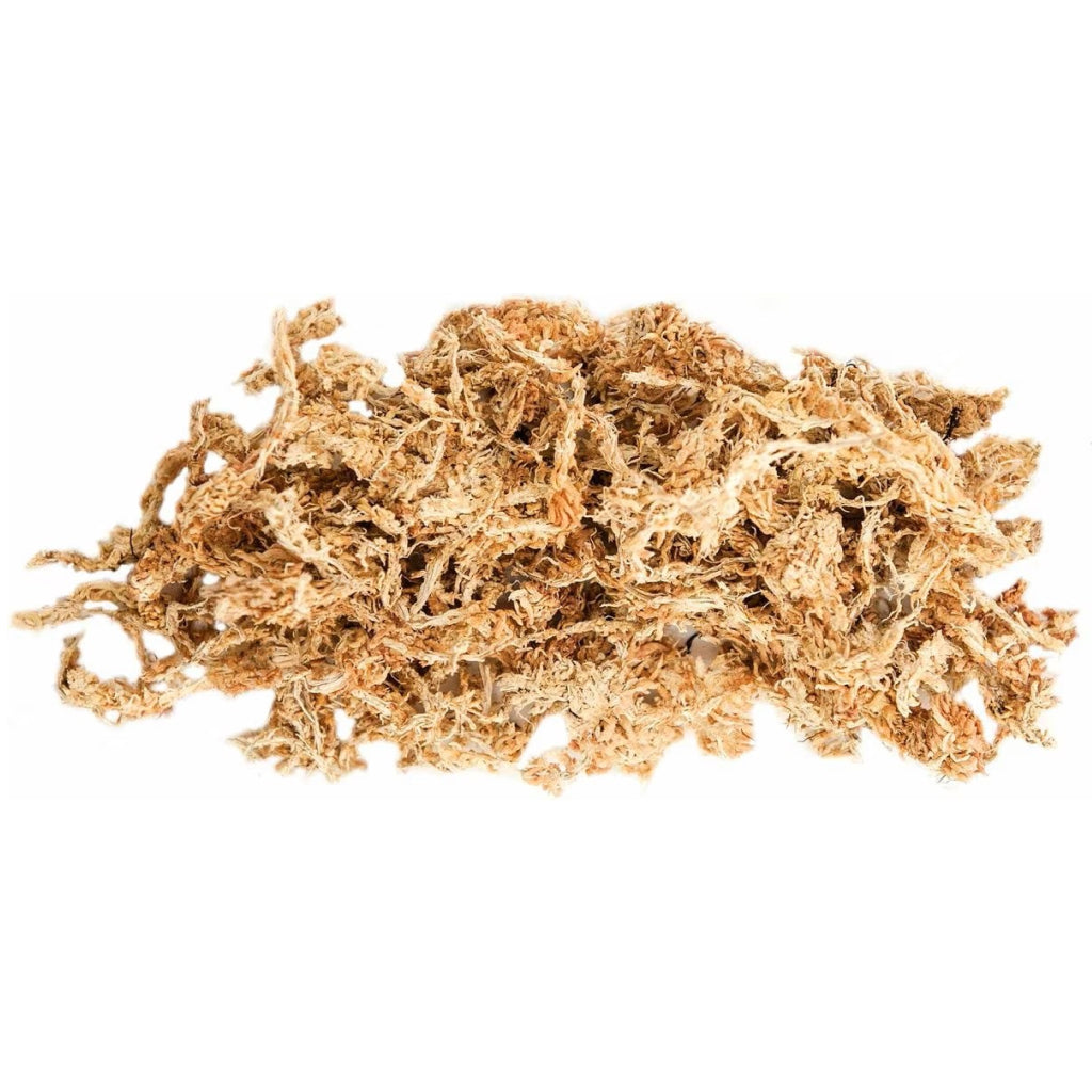 Galapagos Humid Terrarium Starter Kit