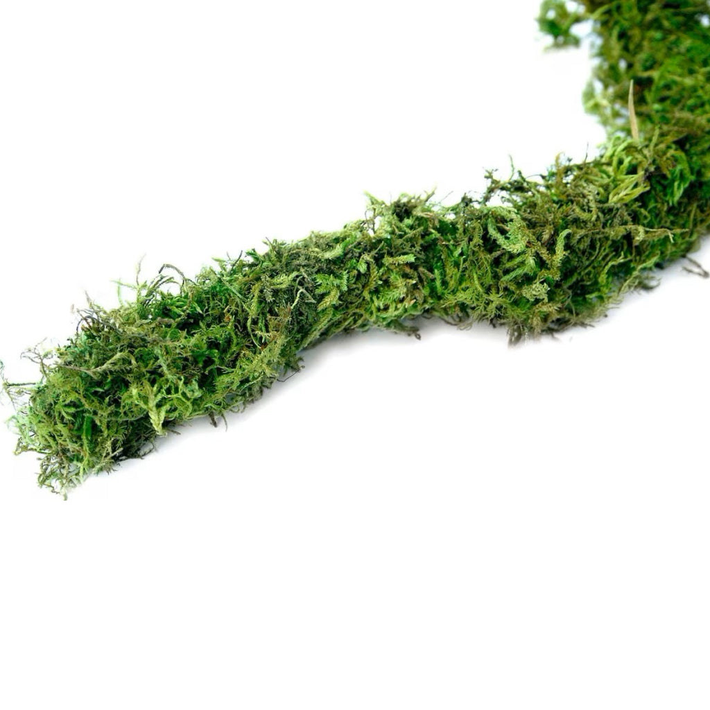 Galapagos Humid Terrarium Starter Kit
