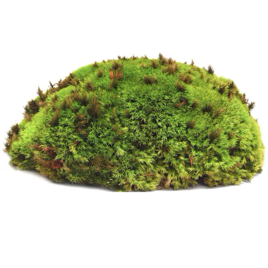 Galapagos Humid Terrarium Starter Kit