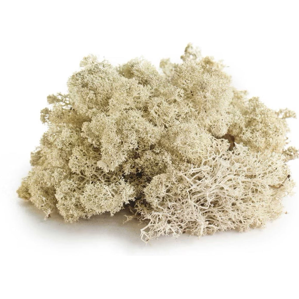 Galapagos Humid Terrarium Starter Kit