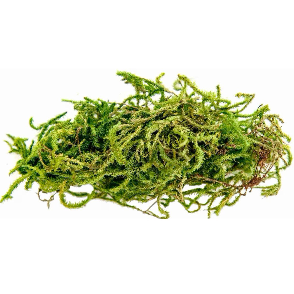 Galapagos Humid Terrarium Starter Kit