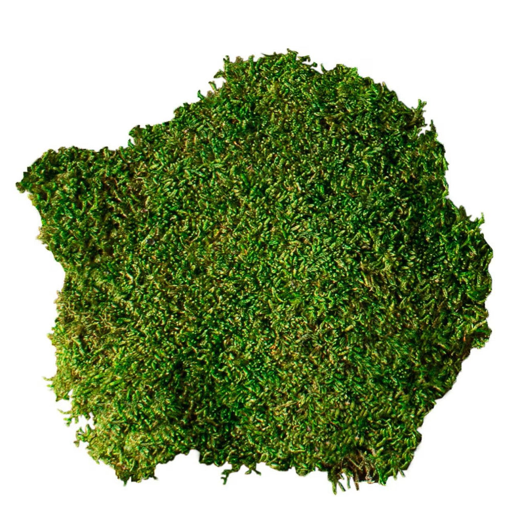 Galapagos Humid Terrarium Starter Kit