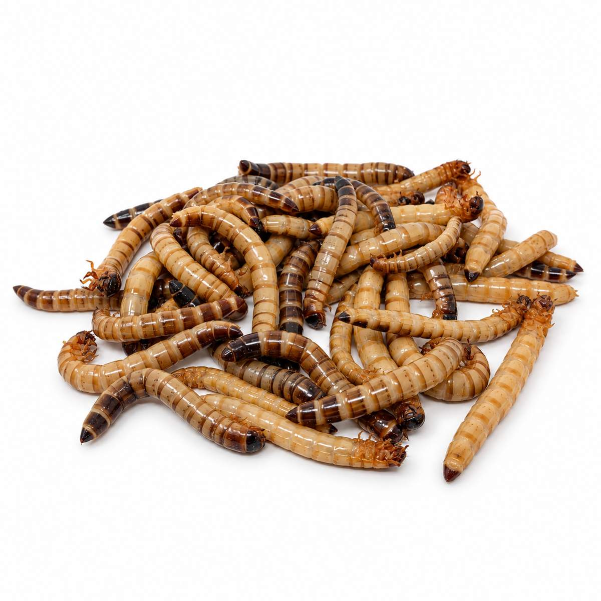 Live Giant Mealworms