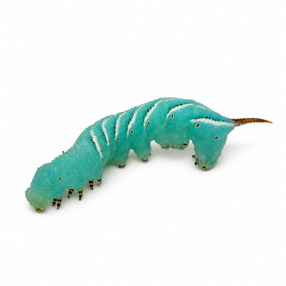 Live Hornworms