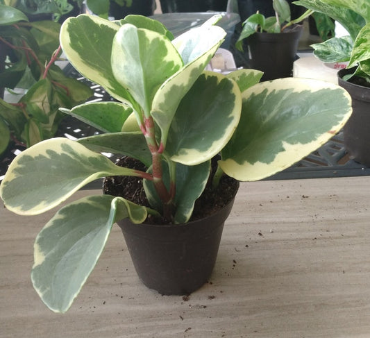 Baby Rubber Plant & Bonus Cutting (Peperomia obtusifolia)