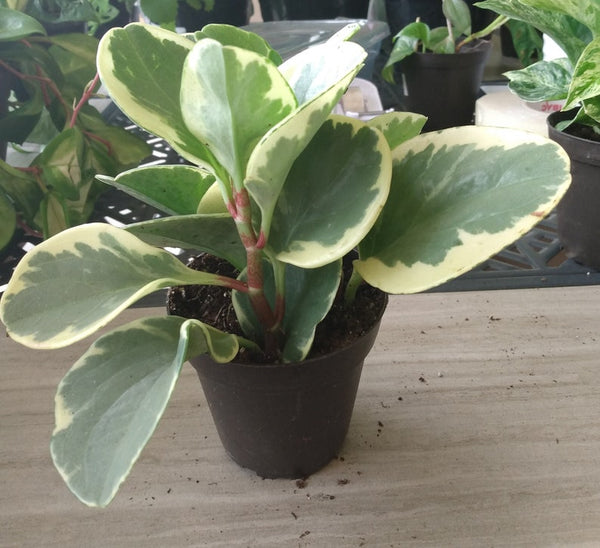 Baby Rubber Plant & Bonus Cutting (Peperomia obtusifolia)