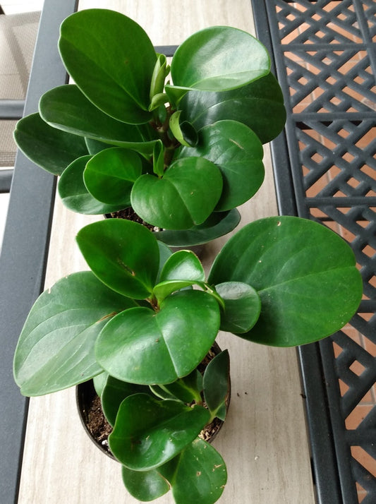 Emerald Baby Rubber Plant & Bonus Cutting (Peperomia obtusifolia)
