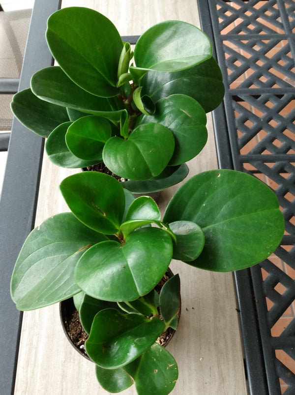 Emerald Baby Rubber Plant & Bonus Cutting (Peperomia obtusifolia)