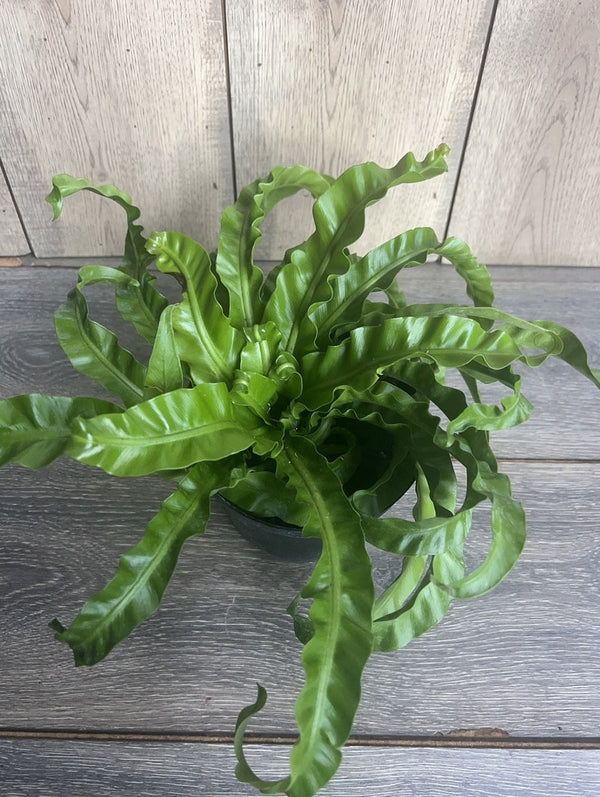 Hurricane Bird's Nest Fern (Asplenium nidus 'Hurricane')
