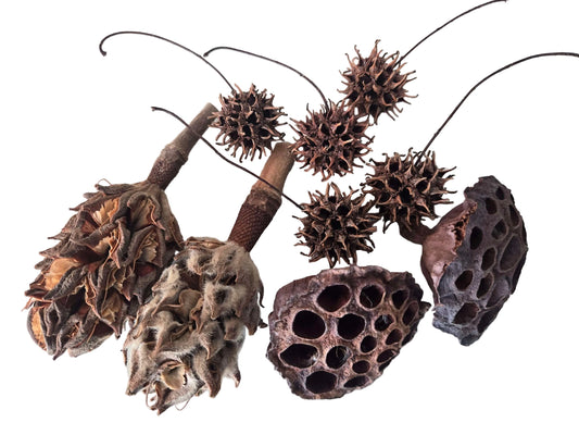 Pod Packs! Isopod Hides - Magnolia Pods, Lotus Pods, Sweetgum pods