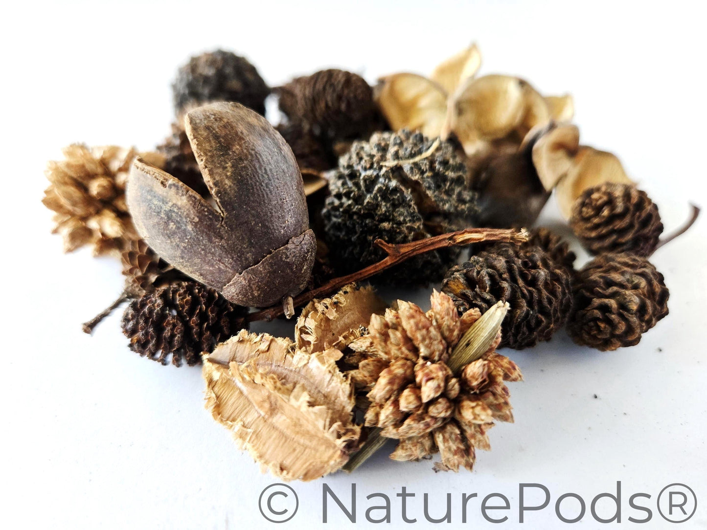 Mini/Nano Botanical Seed Pod Variety Pack (37-Piece)