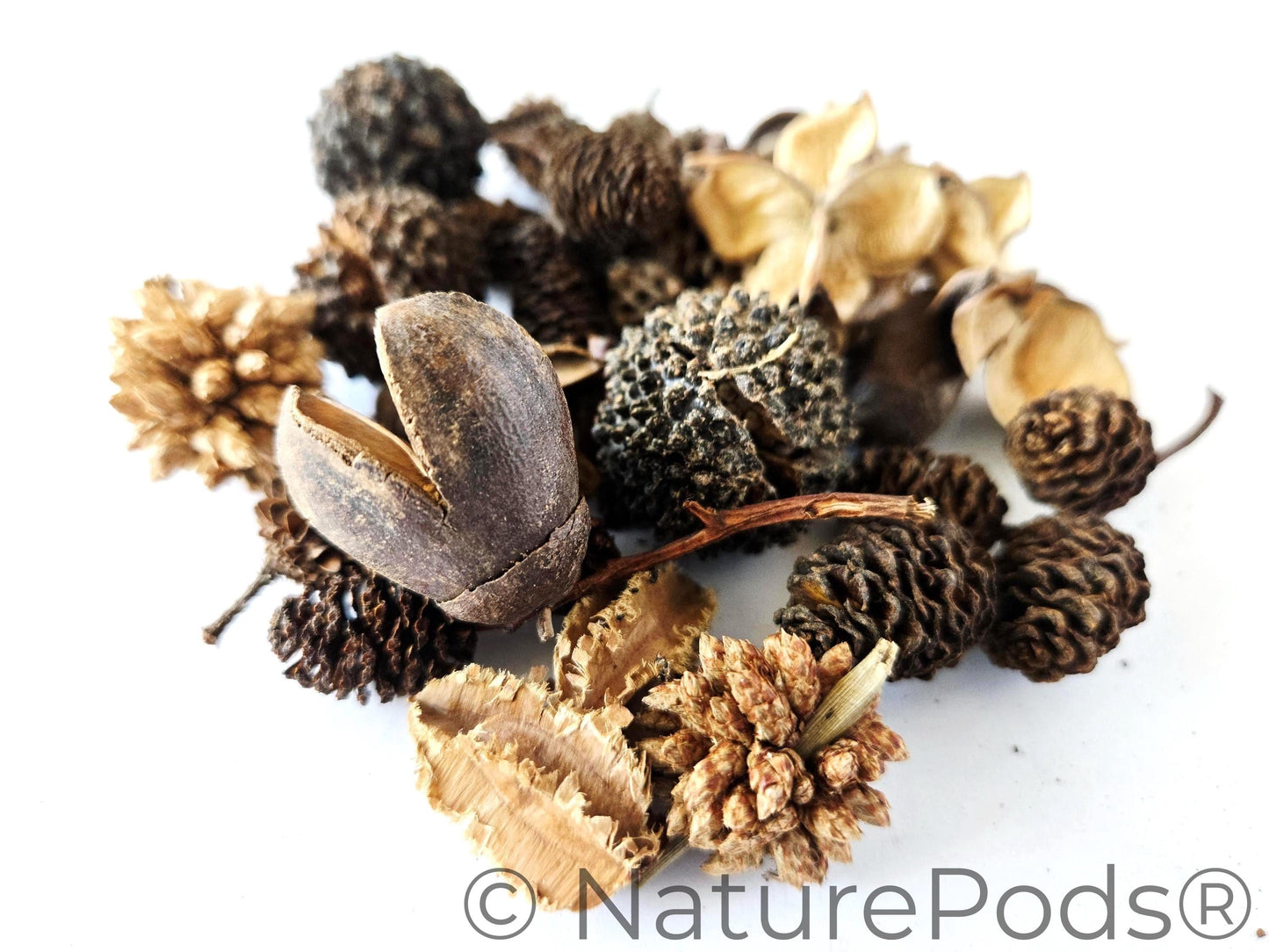 Mini/Nano Botanical Seed Pod Variety Pack (37-Piece)