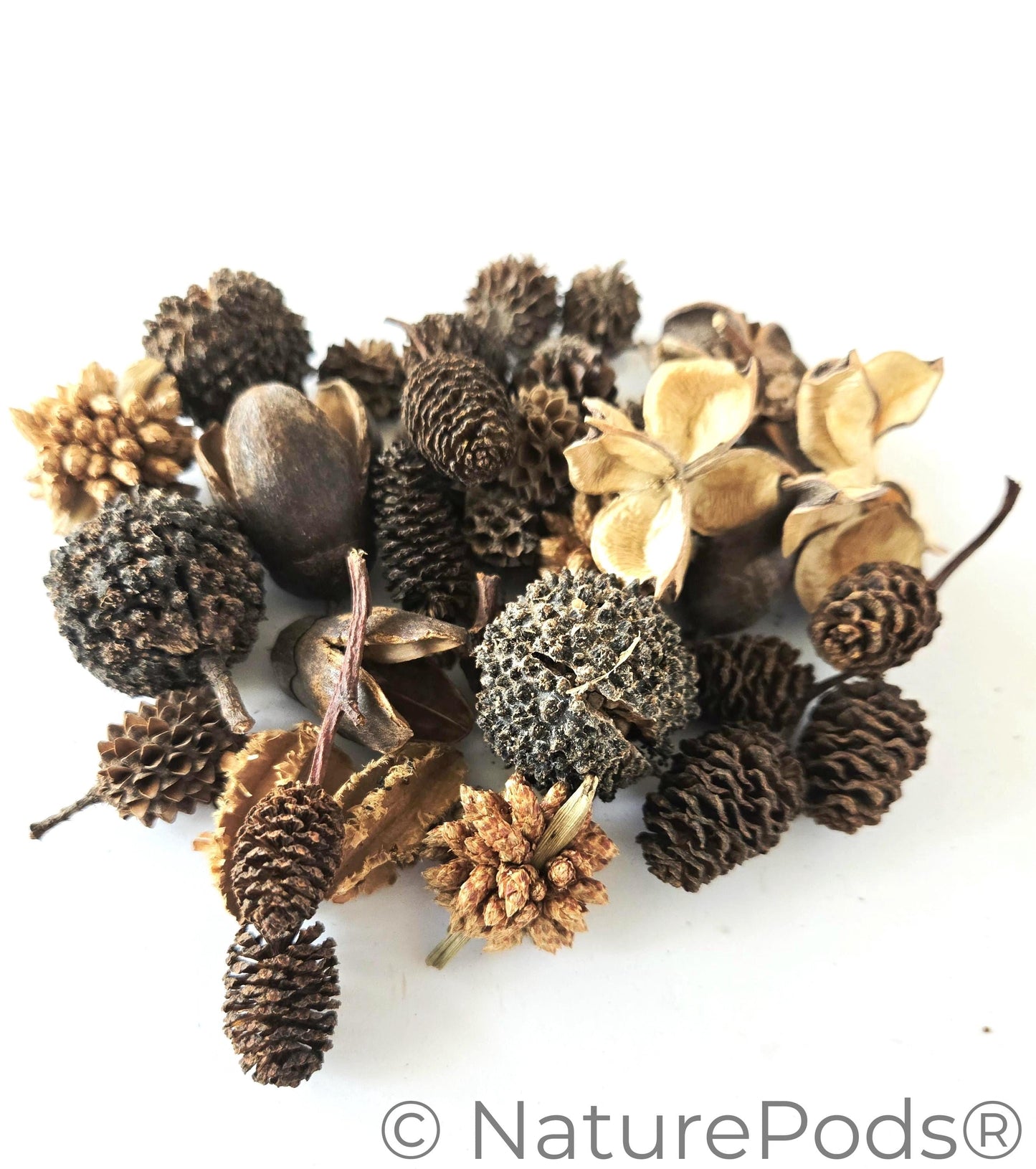 Mini/Nano Botanical Seed Pod Variety Pack (37-Piece)