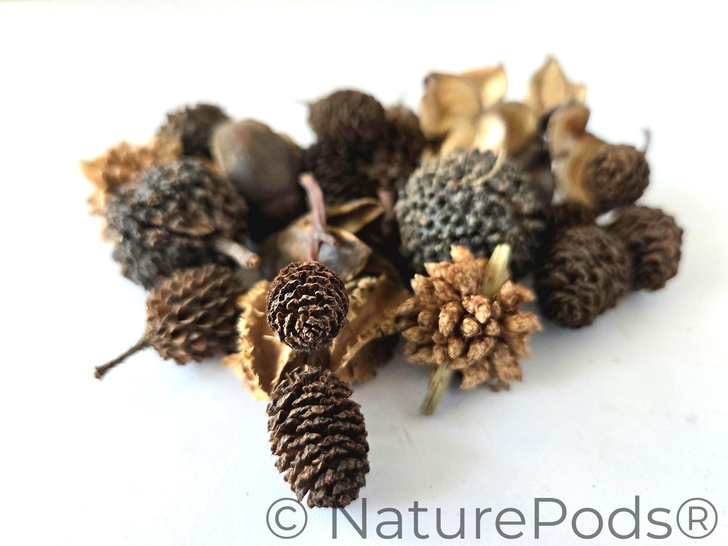 Mini/Nano Botanical Seed Pod Variety Pack (37-Piece)