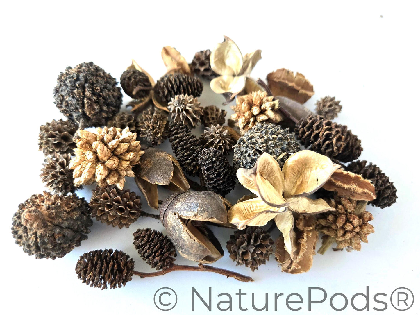 Mini/Nano Botanical Seed Pod Variety Pack (37-Piece)