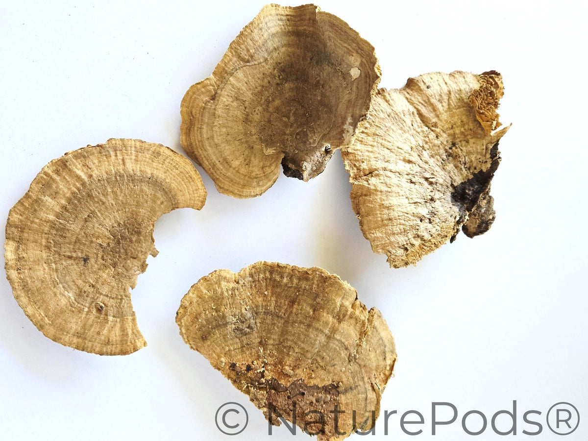 Natural Dried Sponge Mushroom Caps (Daedalea quercina)