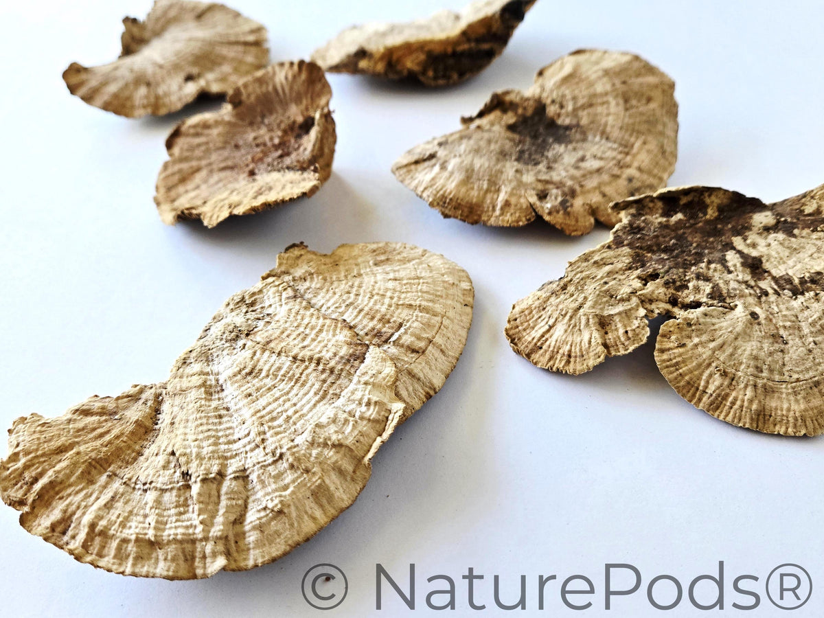 Natural Dried Sponge Mushroom Caps (Daedalea quercina)