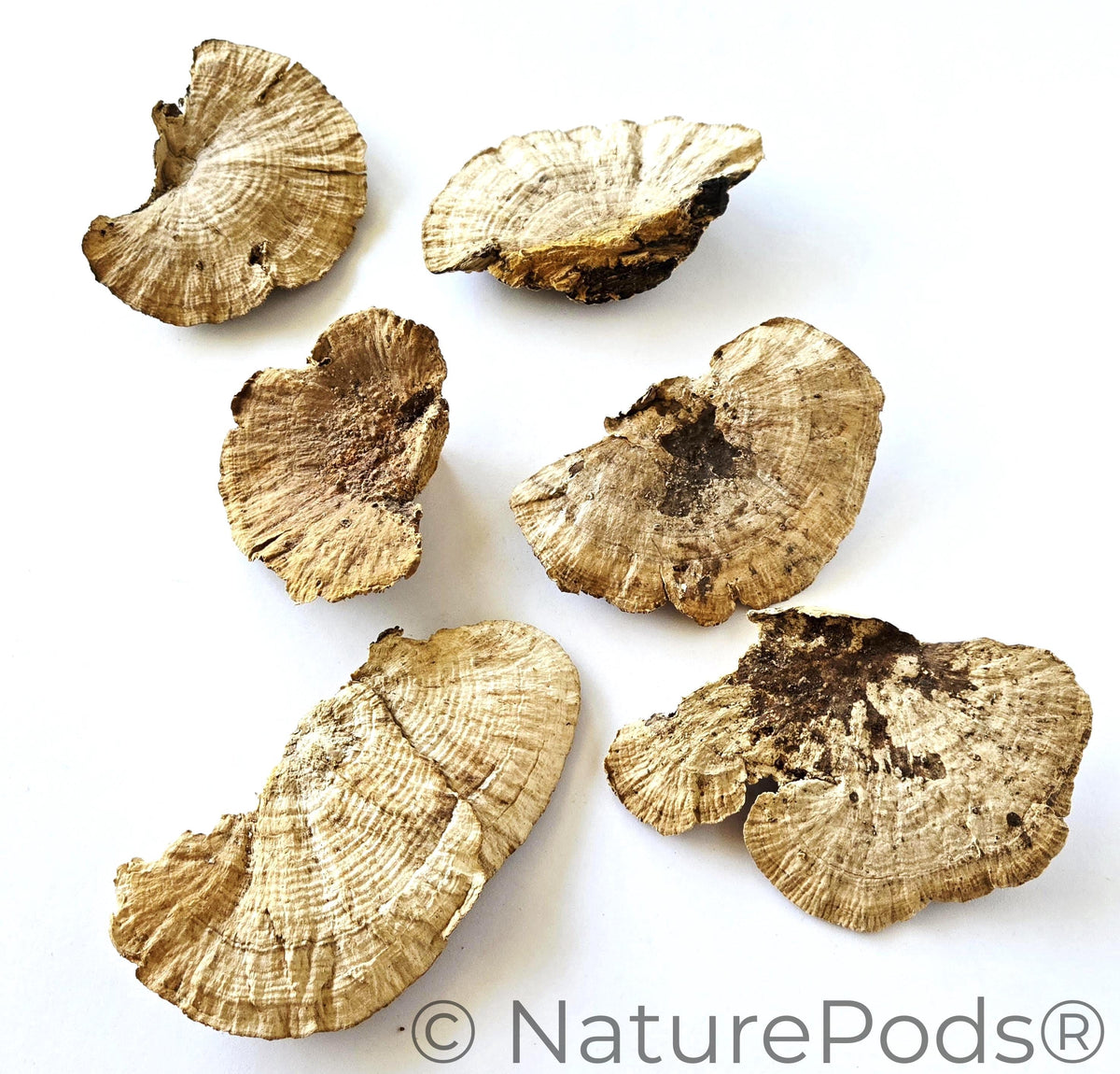 Natural Dried Sponge Mushroom Caps (Daedalea quercina)