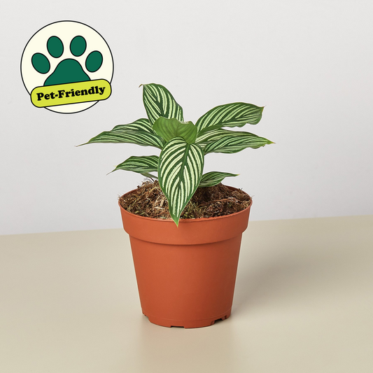 Vittata Peacock Plant (Calathea 'Vittata' / Goeppertia vittata)