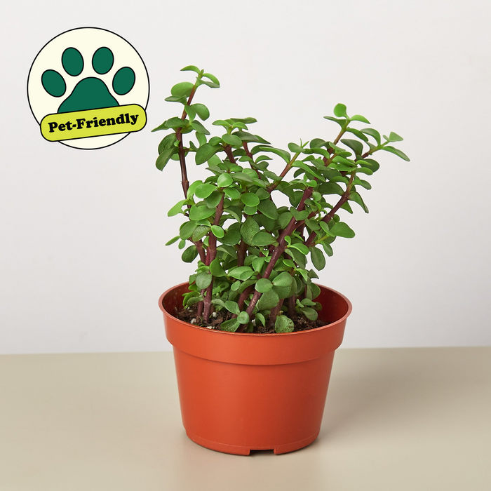 Elephant Bush (Portulacaria afra)