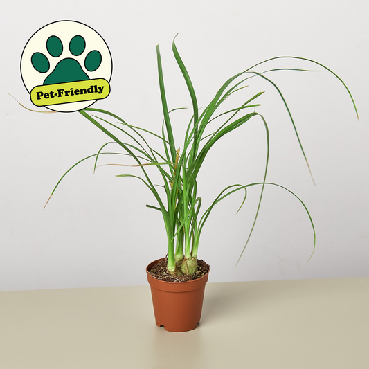 Ponytail Palm (Beaucarnea recurvata)