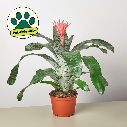 Silver Vase Plant (Aechmea fasciata)