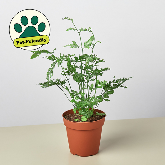 Silver Lace Fern (Pteris ensiformis 'Silver Lace')
