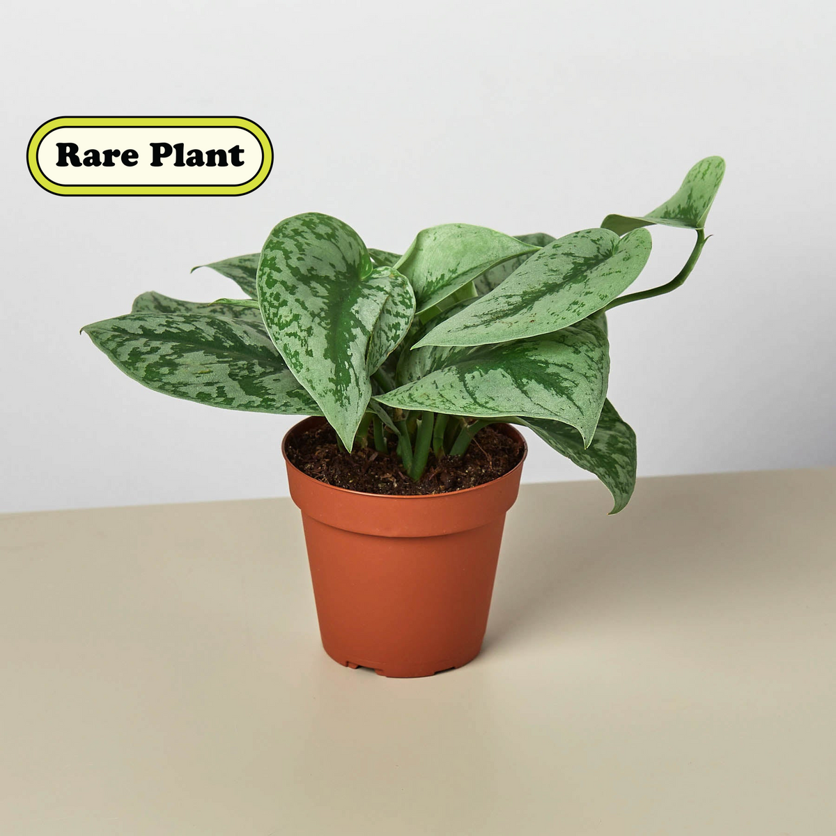 Exotica Satin Pothos (Scindapsus pictus 'Exotica')