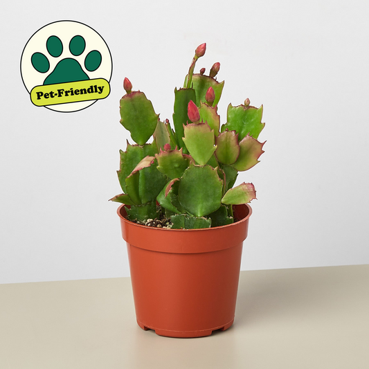 Thanksgiving Cactus / Crab Cactus (Schlumbergera truncata)