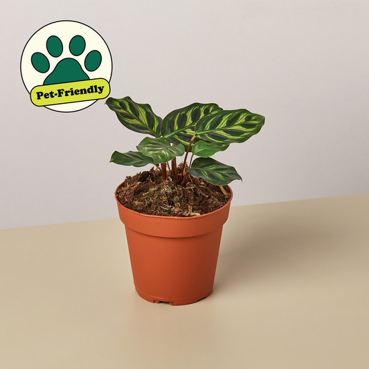 Peacock Plant (Goeppertia makoyana / Calathea 'Makoyana')