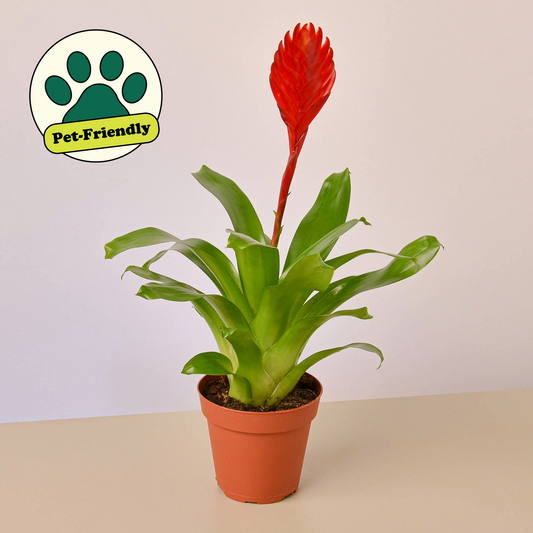 Flaming Sword Bromeliad (Vriesea × hybrida 'Christiane')