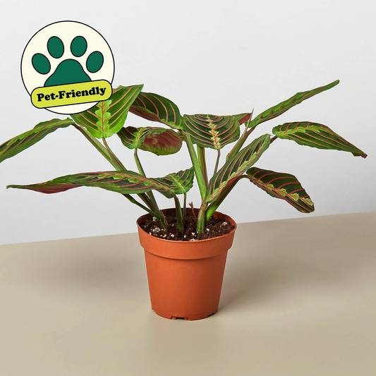 Red Prayer Plant (Maranta leuconeura var. erythroneura / 'Red')