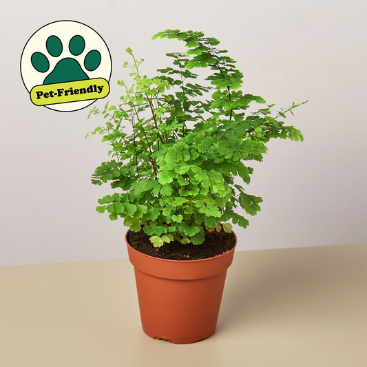 Southern Maidenhair Fern (Adiantum capillus-veneris)