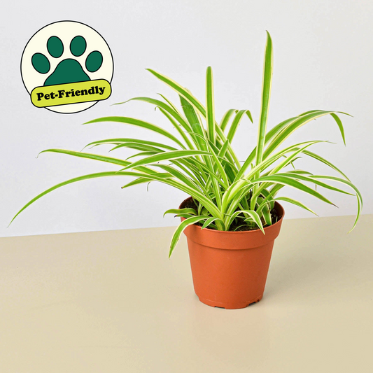 Upright Spider Plant (Chlorophytum comosum)