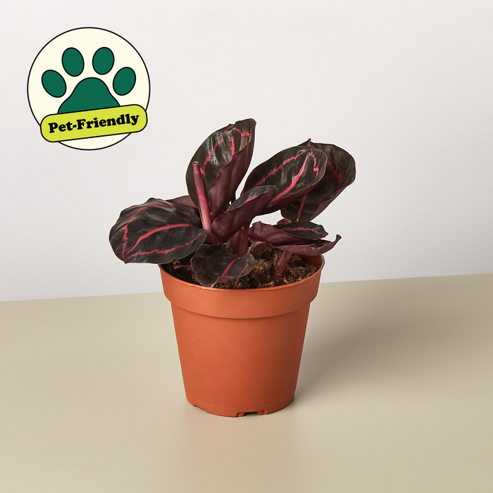 Dottie Peacock Plant (Goeppertia roseopicta 'Dottie' / Calathea 'Dottie')