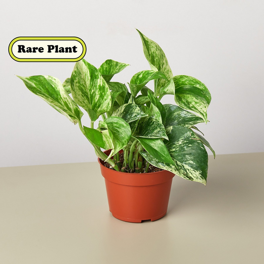 Marble Queen Pothos (Epipremnum aureum 'Marble Queen')