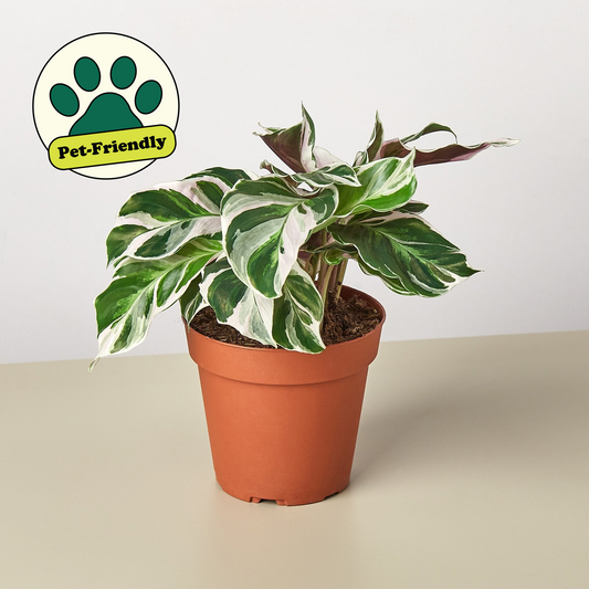 White Fusion Peacock Plant (Calathea 'White Fusion' / Goeppertia 'White Fusion')