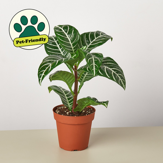 Zebra Plant (Aphelandra squarrosa)
