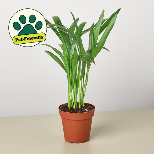 Areca Palm (Dypsis lutescens)