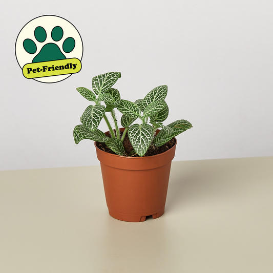 White Nerve Plant (Fittonia albivenis 'White')