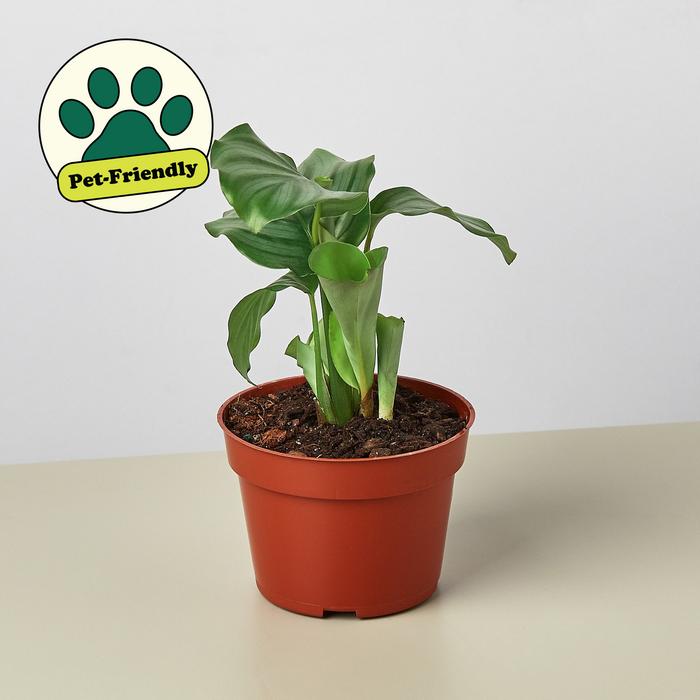 Calathea Orbifolia (Goeppertia orbifolia / Calathea orbifolia)