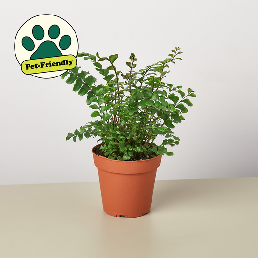 Mahogany Maidenhair Fern (Didymochlaena truncatula)