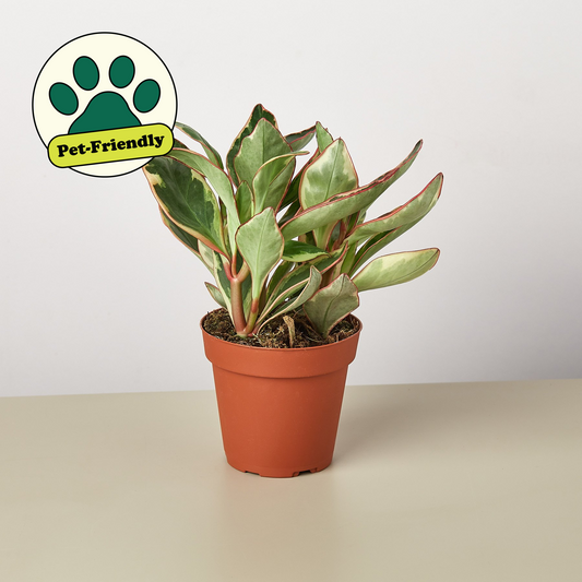 Ginny Peperomia (Peperomia clusiifolia 'Ginny')