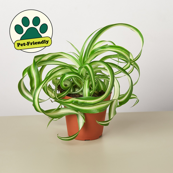 Bonnie Curly Spider Plant (Chlorophytum comosum 'Bonnie')