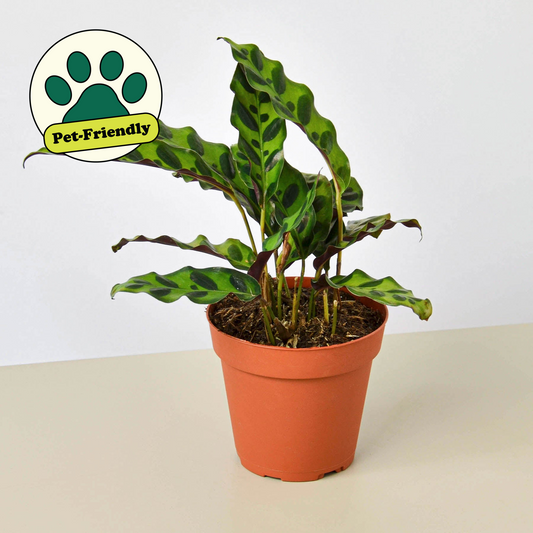 Rattlesnake Plant (Goeppertia insignis / Calathea lancifolia)
